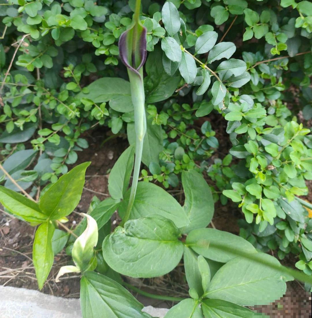 家门口长出这10种草,赶紧拔掉,不然会惹麻烦 家门口长出这10种草,赶紧拔掉,不然会惹麻烦