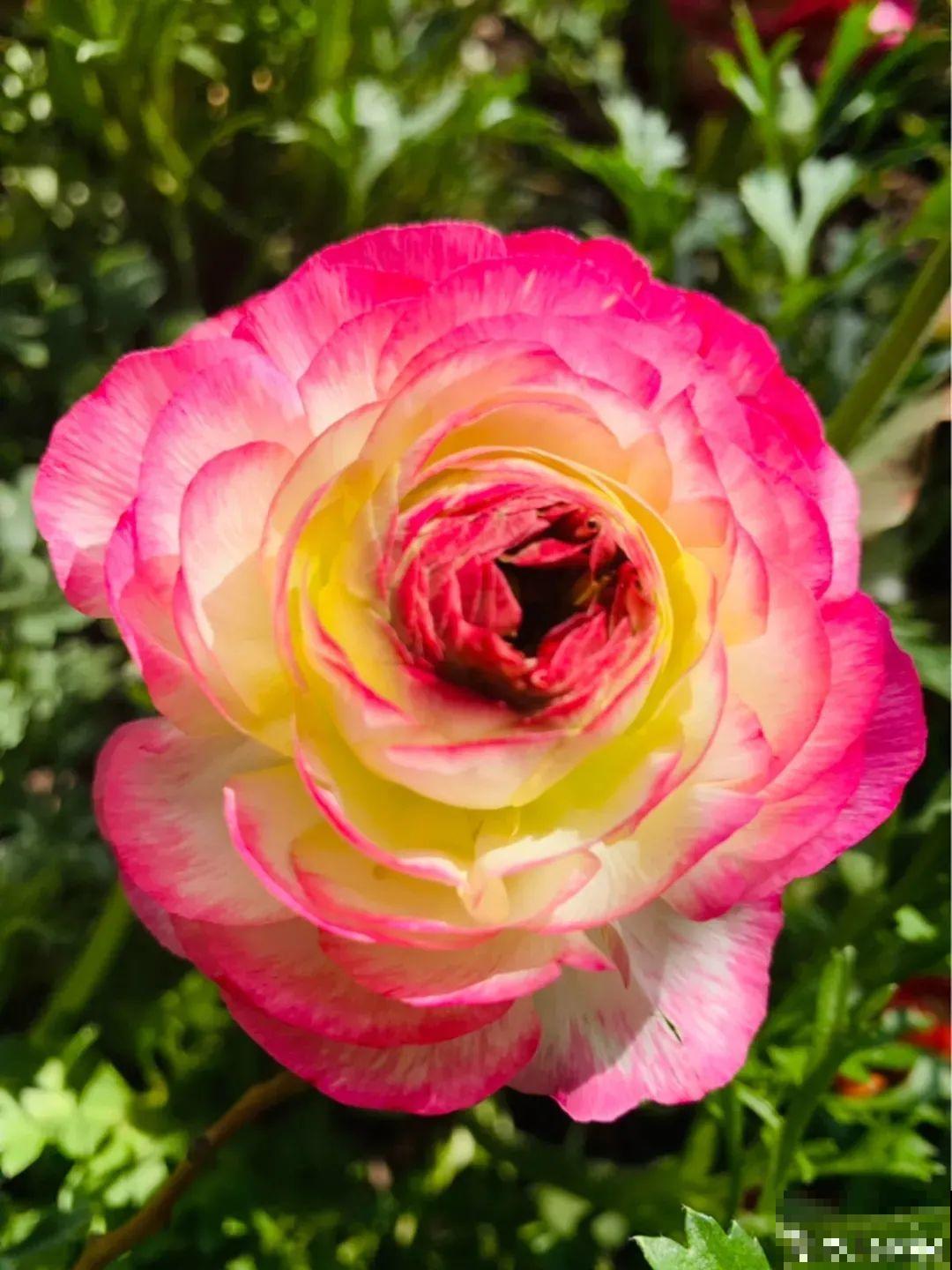 家里养的“仙女花”，奶奶非说是芹菜，还薅一把想炒菜吃