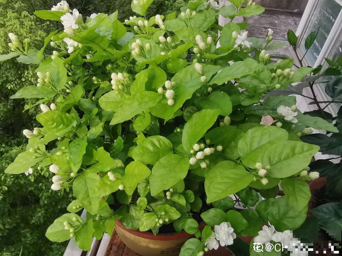 高温潮湿不宜养花?简单5步,打造“茉莉天堂” 高温潮湿不宜养花?简单5步,打造“茉莉天堂”