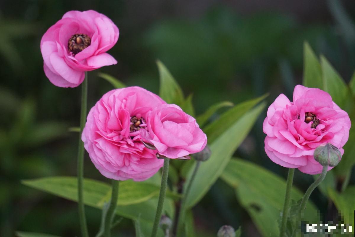 完美“蜕变”的4种花，名字太难听，开花美翻天