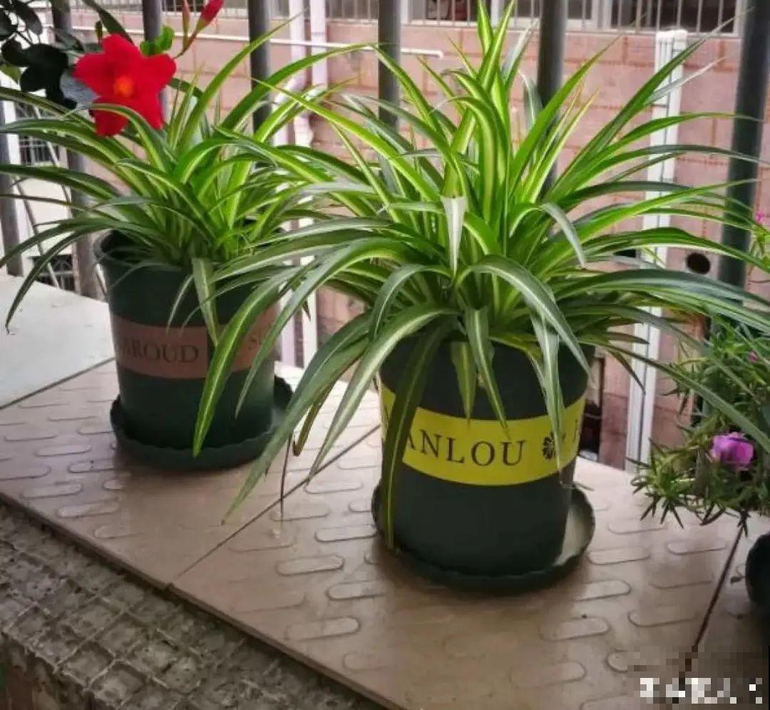 夏天养花，就怕乱浇水，千万不能积水