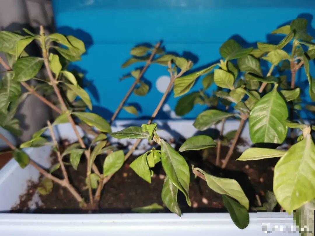 难养活的8种花，在家里养不好，扔门口反而呼呼开花