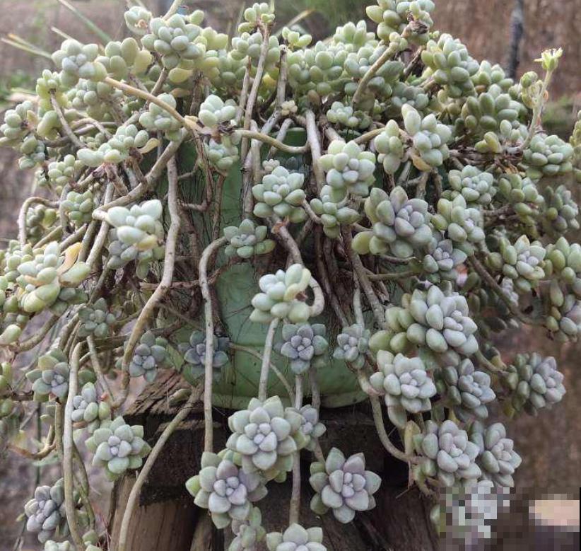 夏天养多肉，小妙招得用起来，不然最后剩个盆