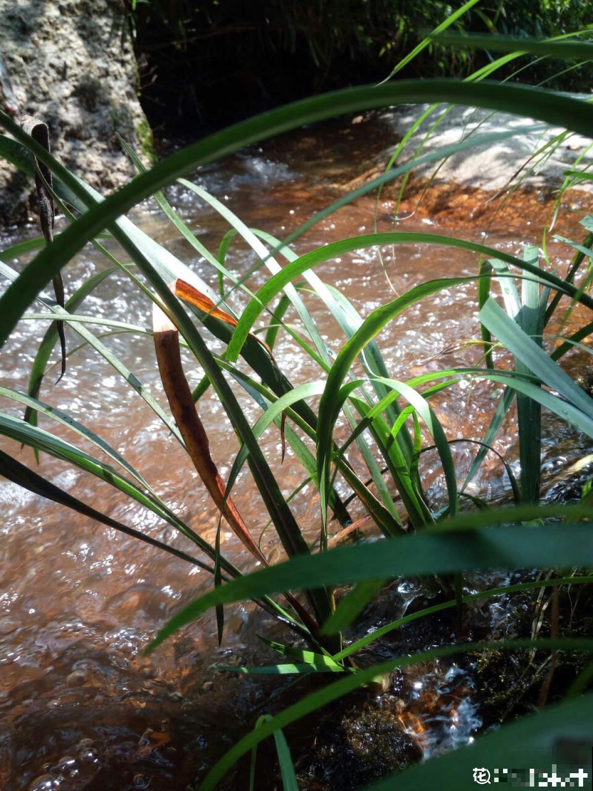 老中医爱养的60种植物，图文并茂特详细，种一盆养人养身心