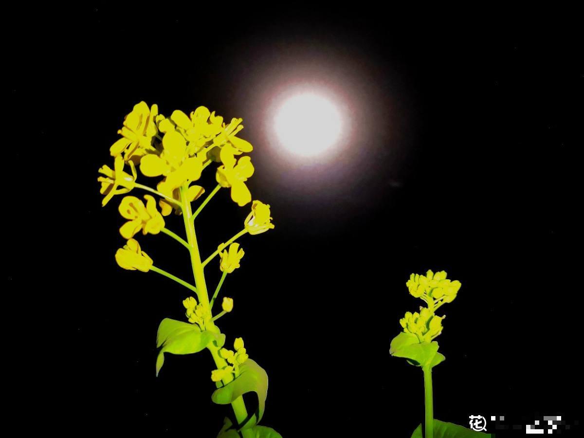 吃剩的蔬菜扔土里,长成清新绿植,怪好看的 吃剩的蔬菜扔土里,长成清新绿植,怪好看的