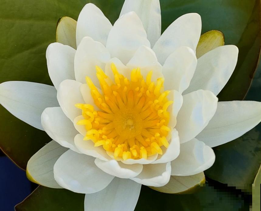 养花前，先搞清楚直射光和散射光，并非所有花都喜欢强光