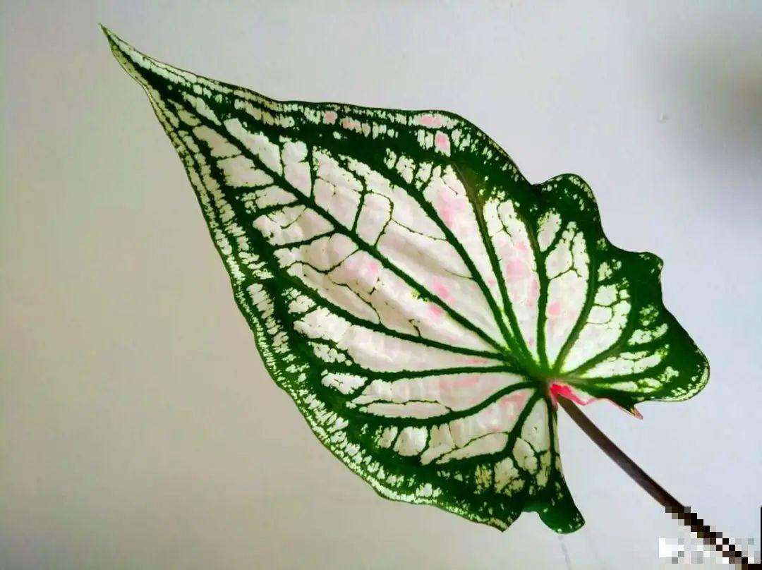 15种花,养在家里有气质,好养又健康 15种花,养在家里有气质,好养又健康