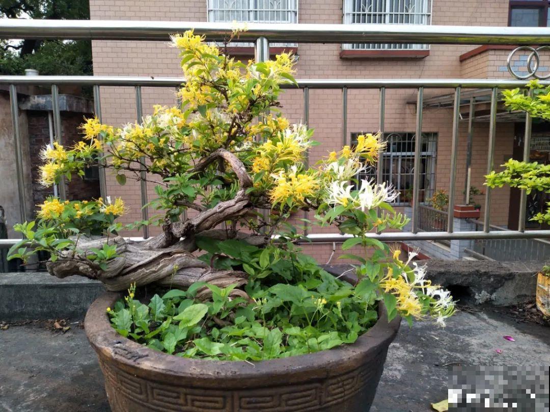 “不死鸟”真烦人，越养越多，真想扔掉