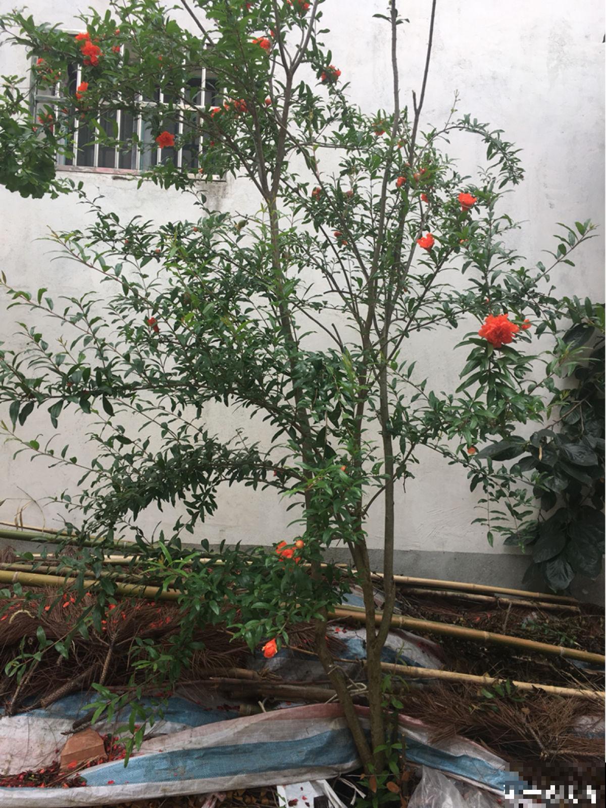 一棵石榴树，只需6步养护，就能边赏花边吃果