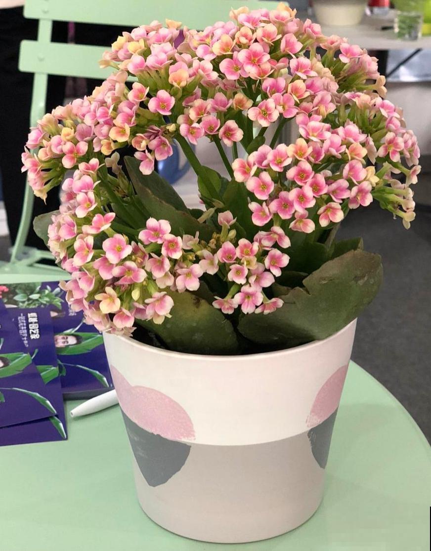 100种常见花,今天终于知道叫什么名了,建议收藏 100种常见花,今天终于知道叫什么名了,建议收藏