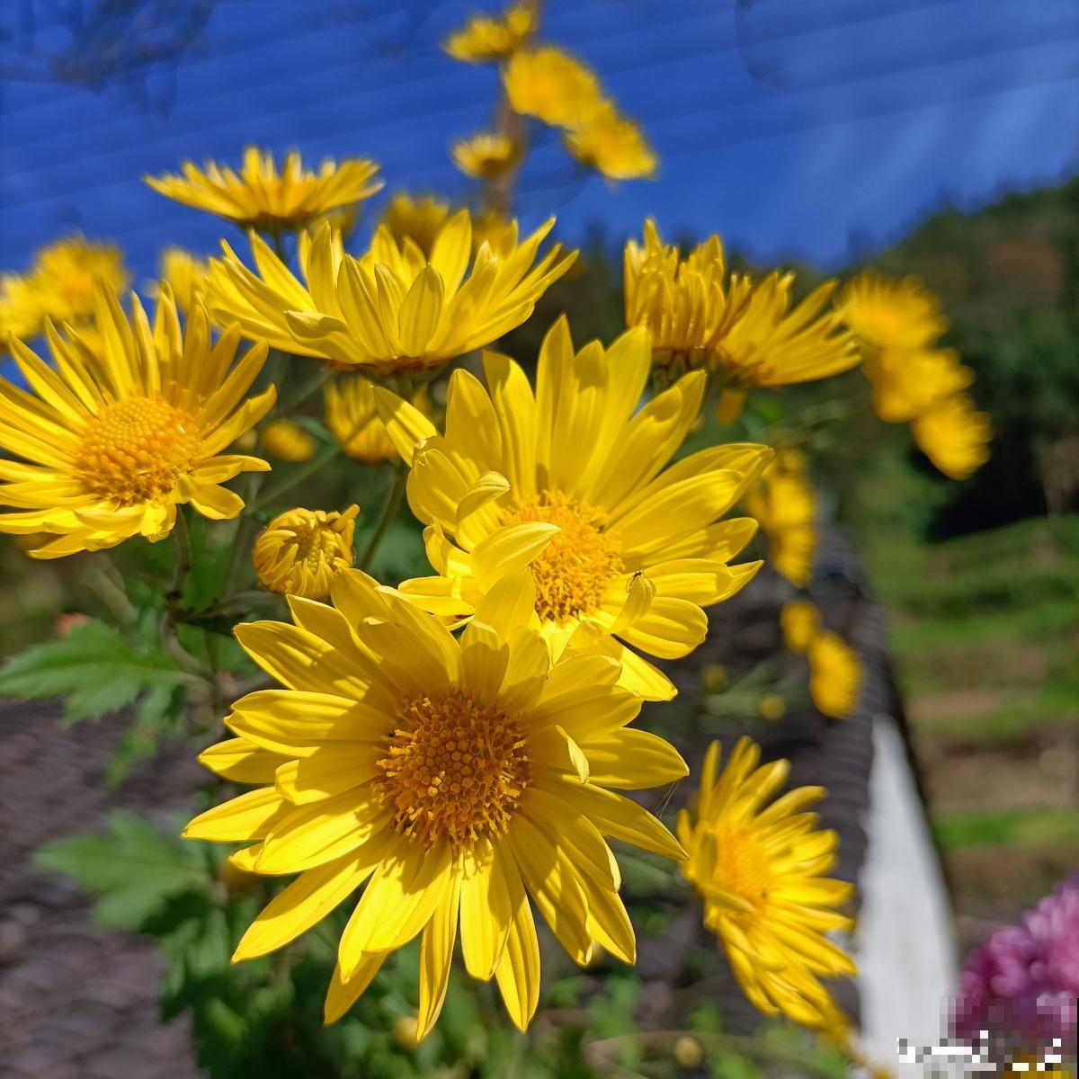 秋菊开花“黄金一片”，这个月养正合适，谁养谁赚便宜
