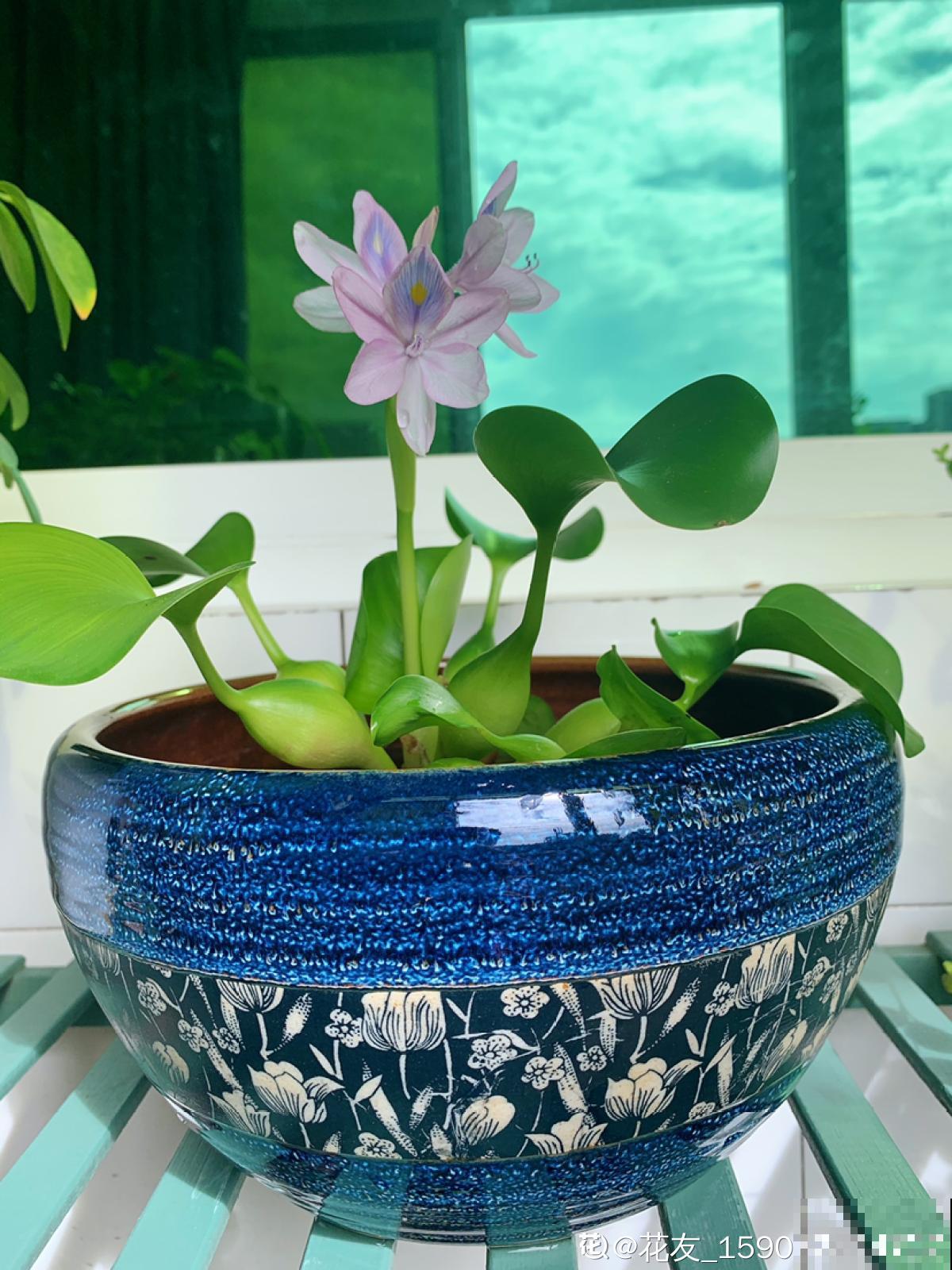 家有水缸别闲置,种种莲花,开满一盆无压力 家有水缸别闲置,种种莲花,开满一盆无压力