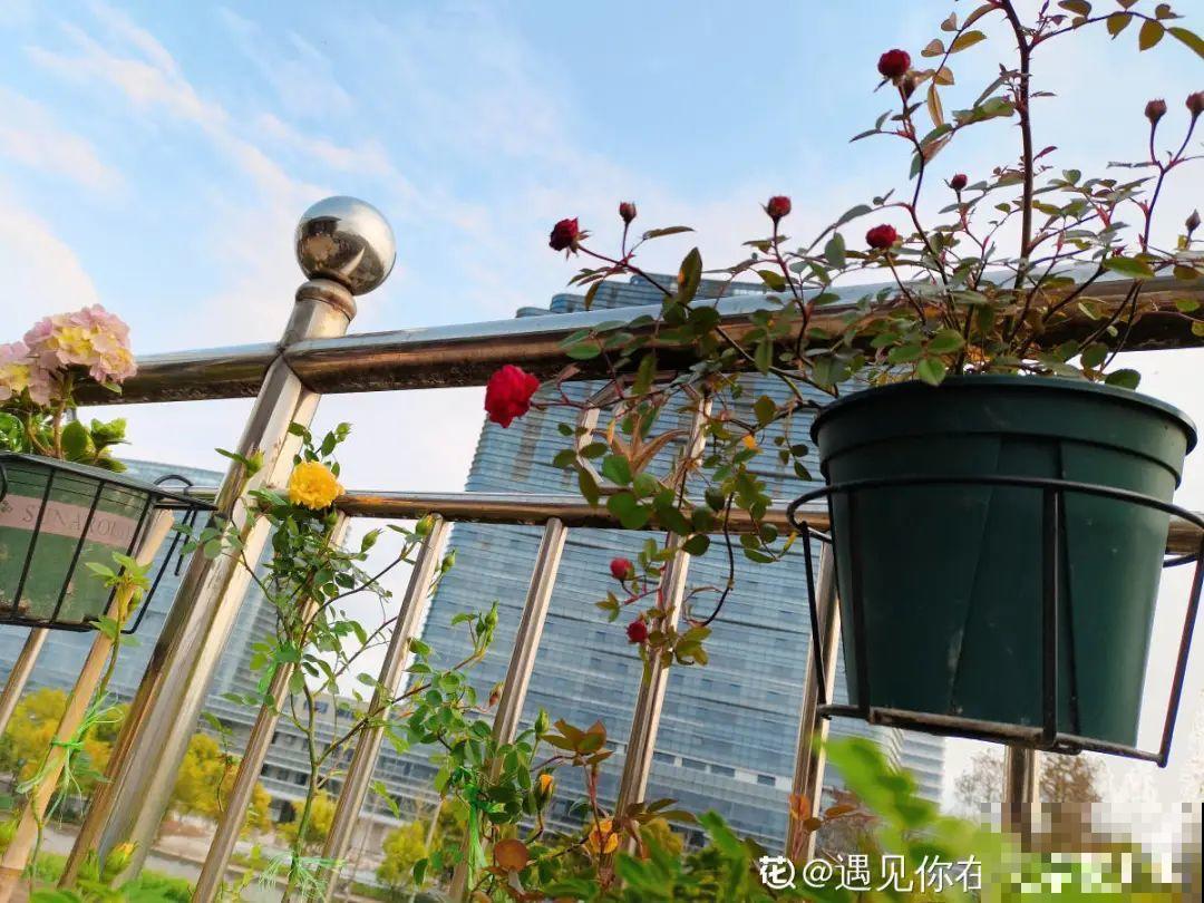 天台花园VS低层庭院,哪里养花更方便? 天台花园VS低层庭院,哪里养花更方便?