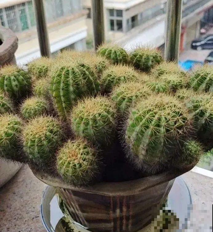 家里养8种花，独特有气质，还有满满安全感