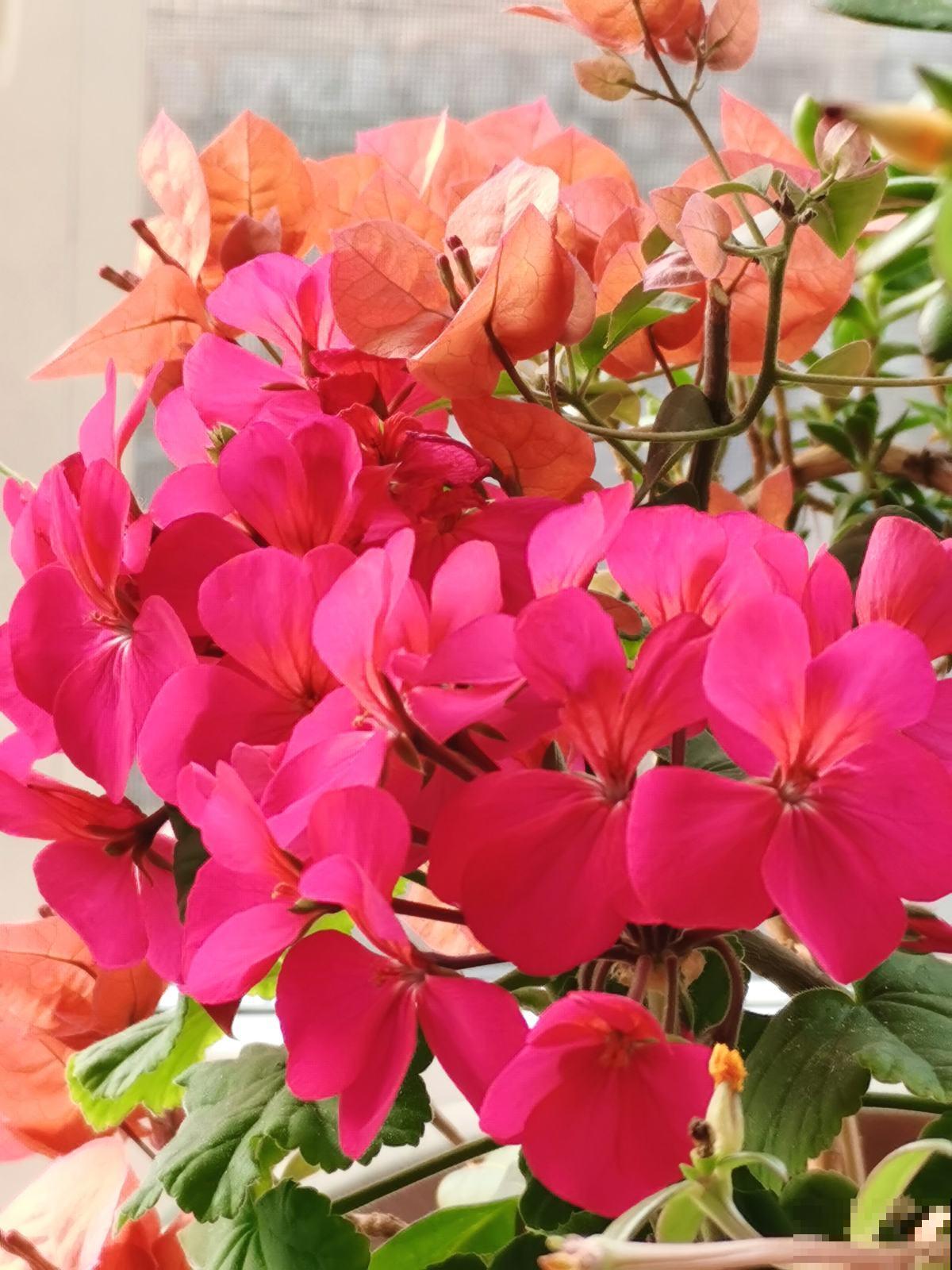 耐旱皮实的三角梅，一年能开大半年，真怕累坏它