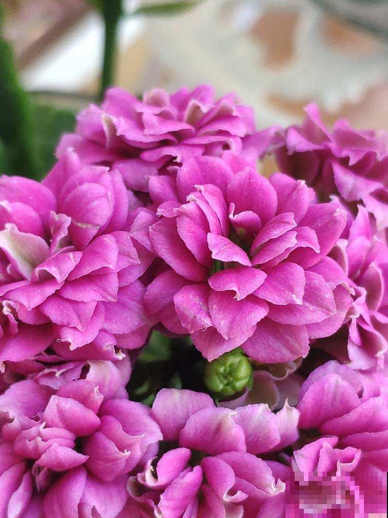 夏天养花浇水是个大问题，注意3个要点，浇水一点都不愁