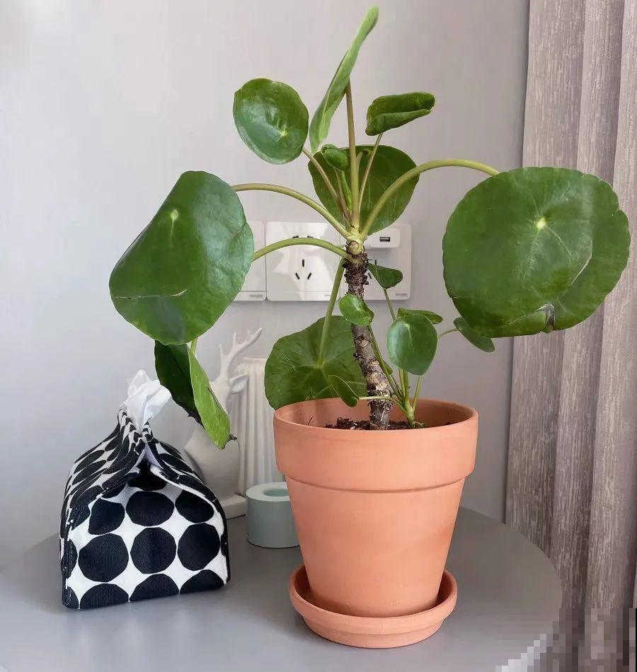 10种花,看着贵气有格调,实际价格很便宜 10种花,看着贵气有格调,实际价格很便宜