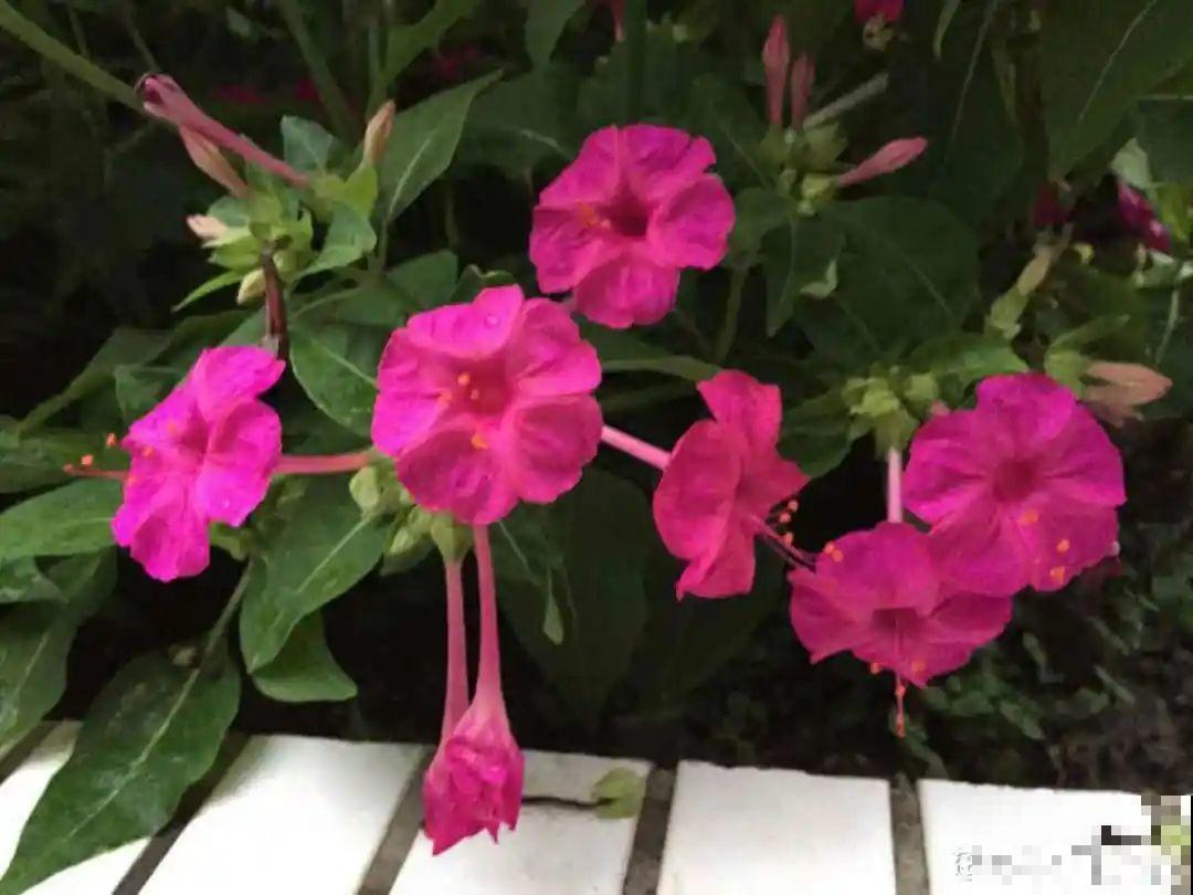 活的“香水花”,夏天一直开,满院子都是花香 活的“香水花”,夏天一直开,满院子都是花香