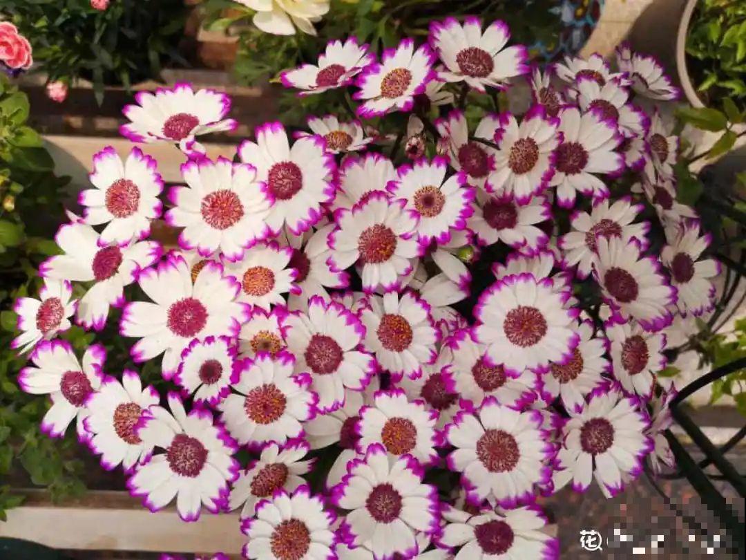 10种花并不是一次性,掌握养护要点,还能复花 10种花并不是一次性,掌握养护要点,还能复花