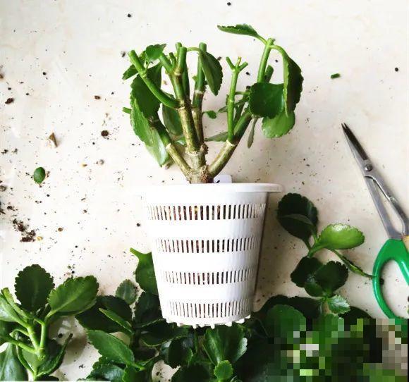 现在给花剪一刀,剪成一个“小平头”,呼呼冒芽爆盆 现在给花剪一刀,剪成一个“小平头”,呼呼冒芽爆盆