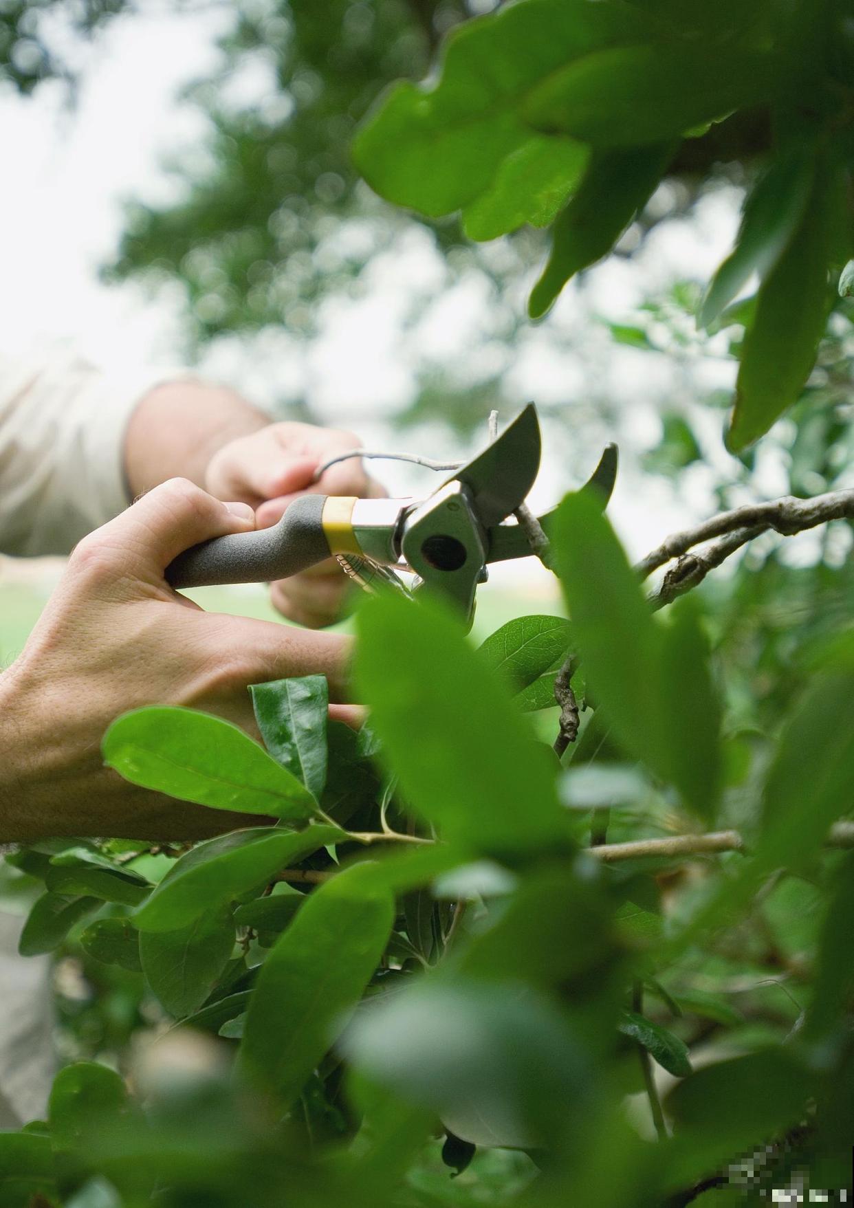 羊角瓜秧怎样打叉？