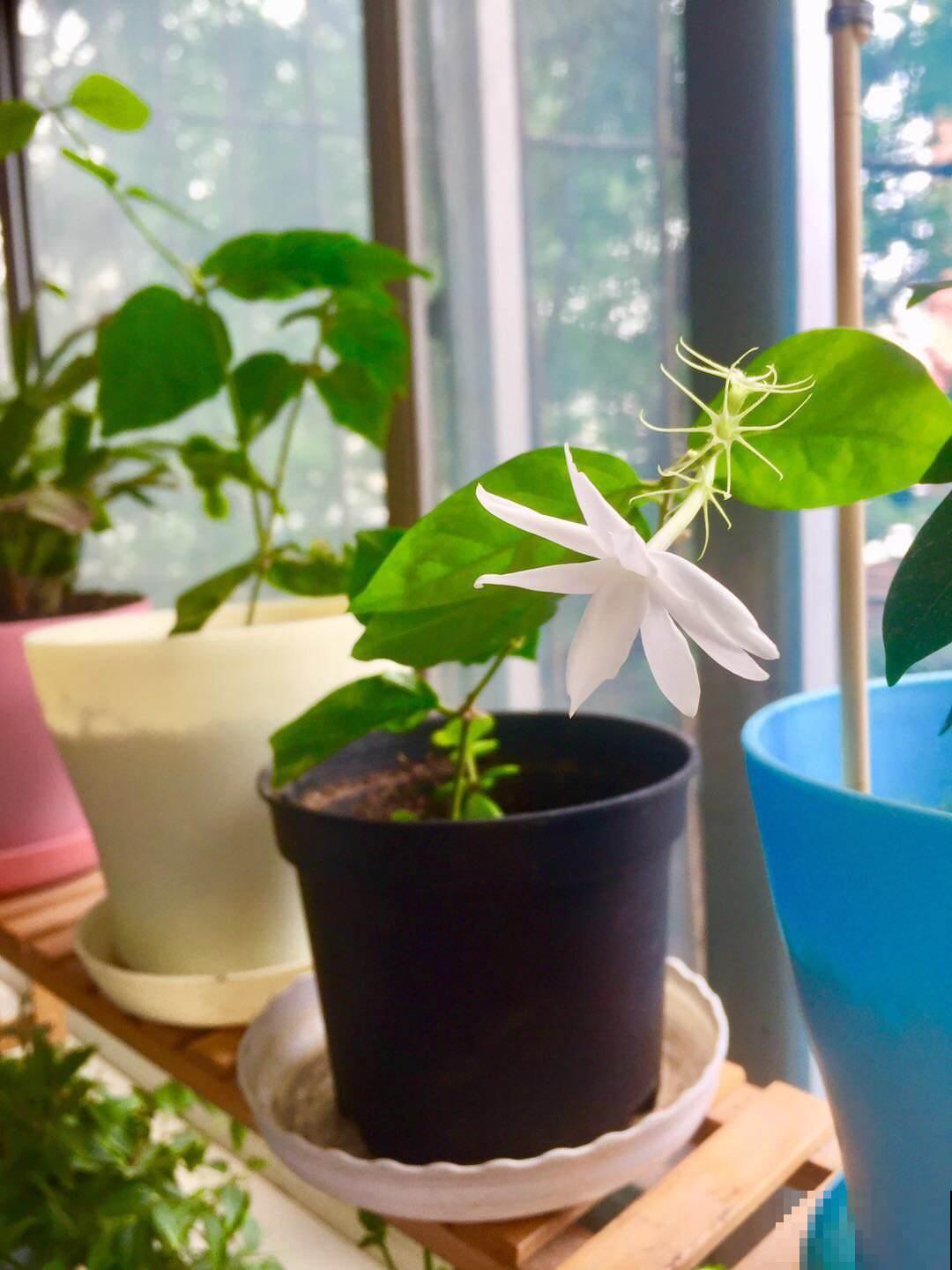 茉莉黄叶落叶怎么办？教你轻松养茉莉，重新繁茂