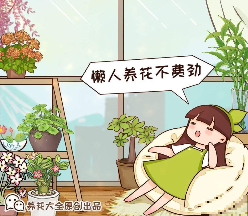 8月逛花市，看到3种花直接买回家，多晒太阳很快爆盆