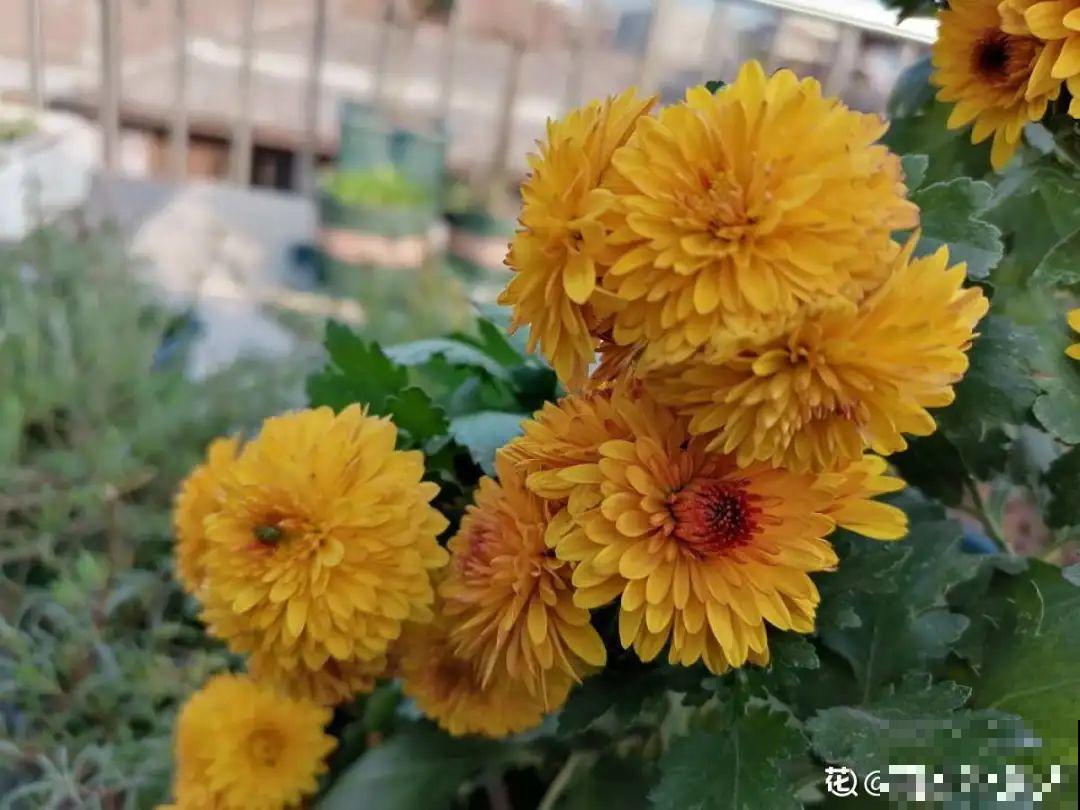 9个开花劳模，施肥不能停，不然越养越差劲