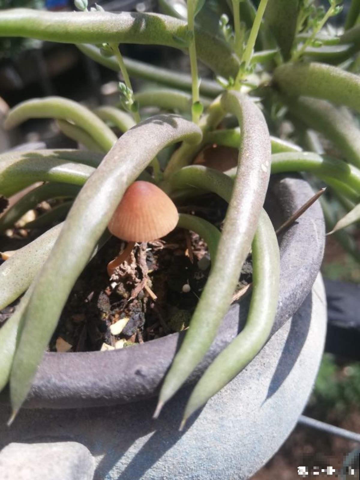 土壤里长出“白毛毛”，别犹豫，赶紧换盆，不然花很快死翘翘