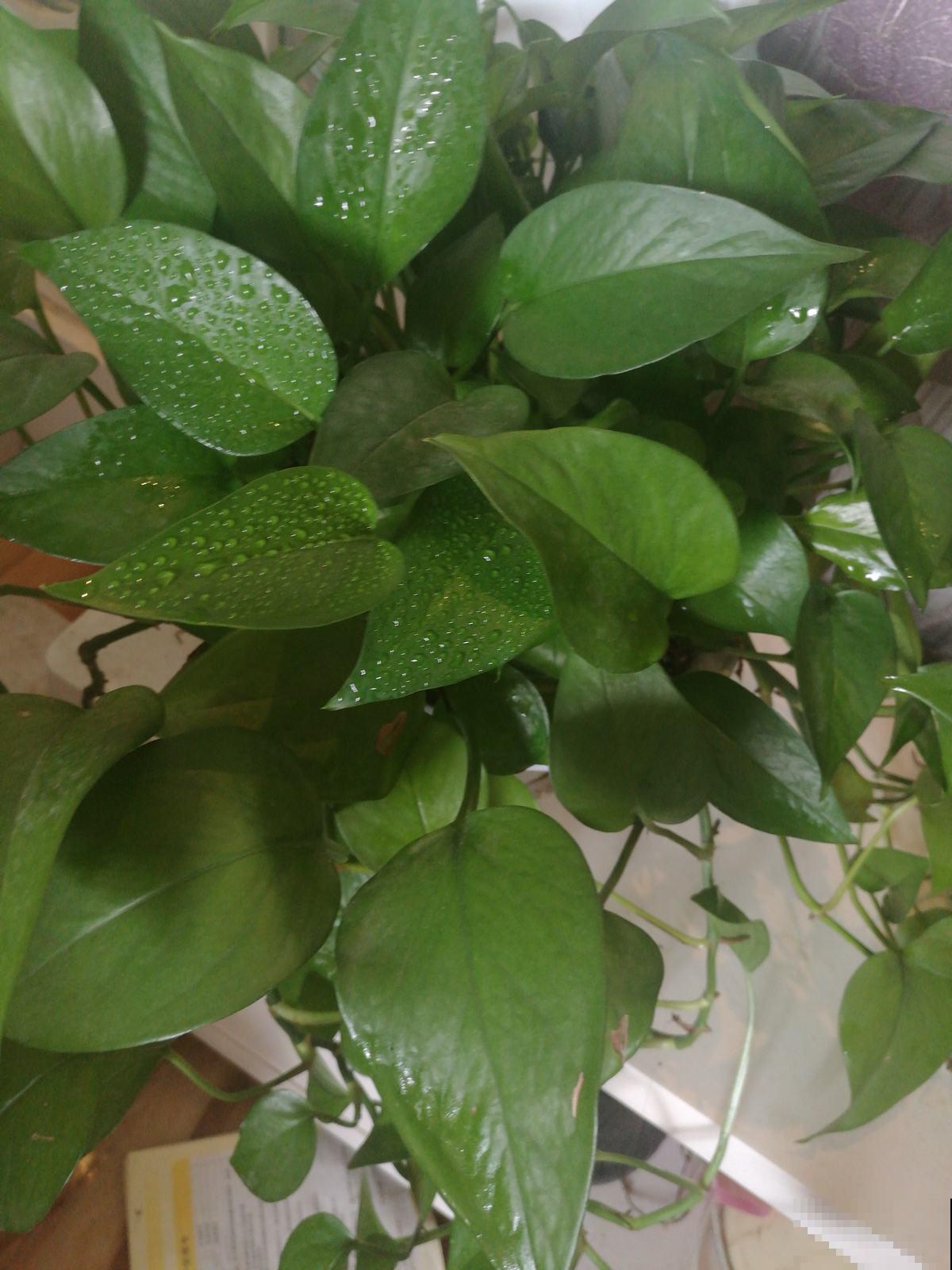 绿萝叶子在滴水，恭喜你，是绿萝健康的标志