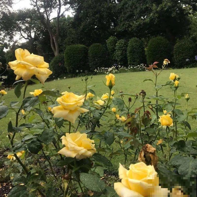 绿化带“壕”无人性，10万块的花堆一起，你认识几个？