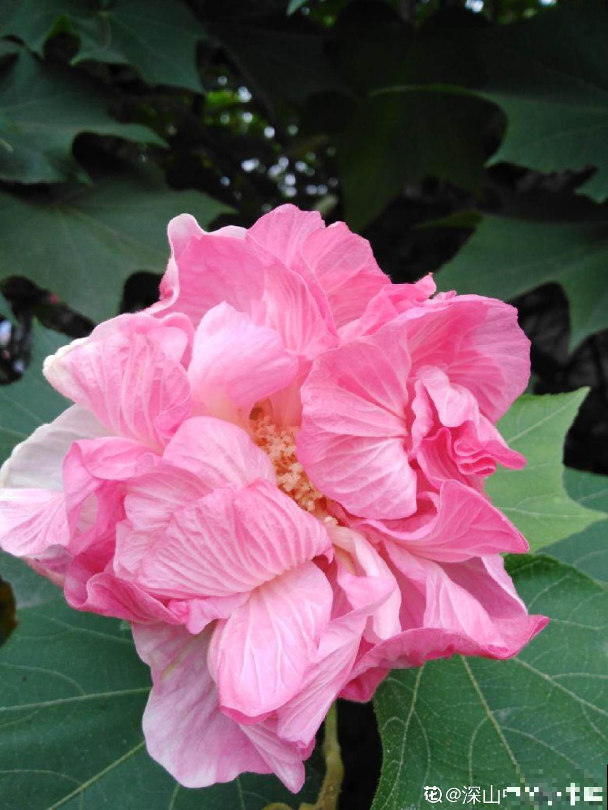 1种花天生会“变脸”,开放时是红色,衰败变白色,见的人真不多 1种花天生会“变脸”,开放时是红色,衰败变白色,见的人真不多