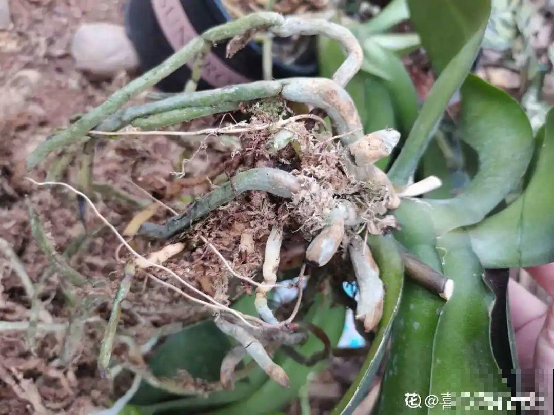 7种花，立秋后换盆，秋冬才能越养越好