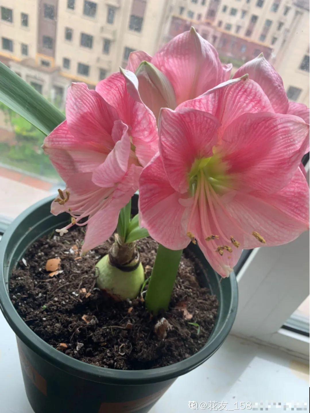 家里养盆朱顶红，开花个个比脸大，牛年养它“注定红”！