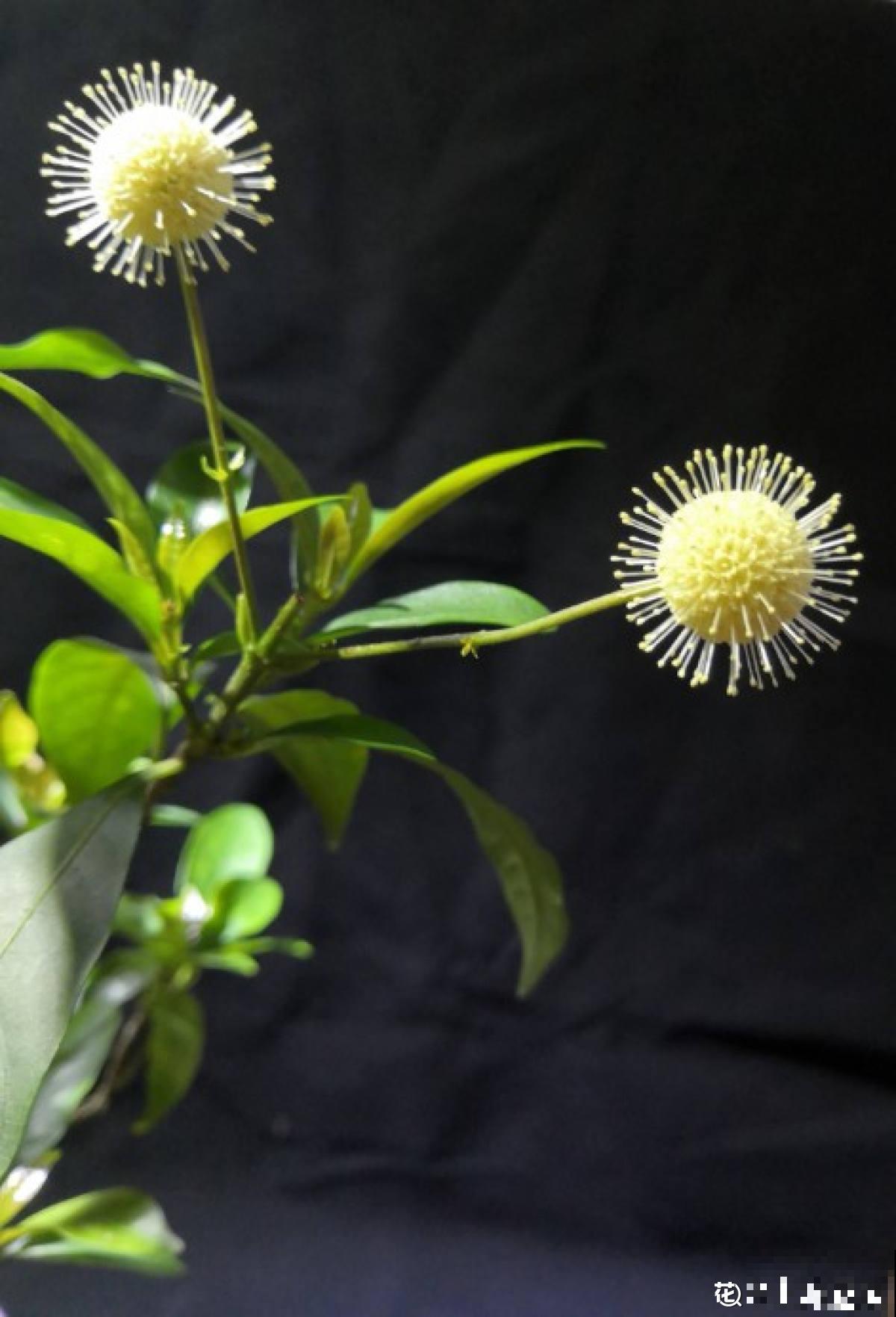 杨梅加“水”，就能做盆景，5个步骤，打造高雅水杨梅盆景