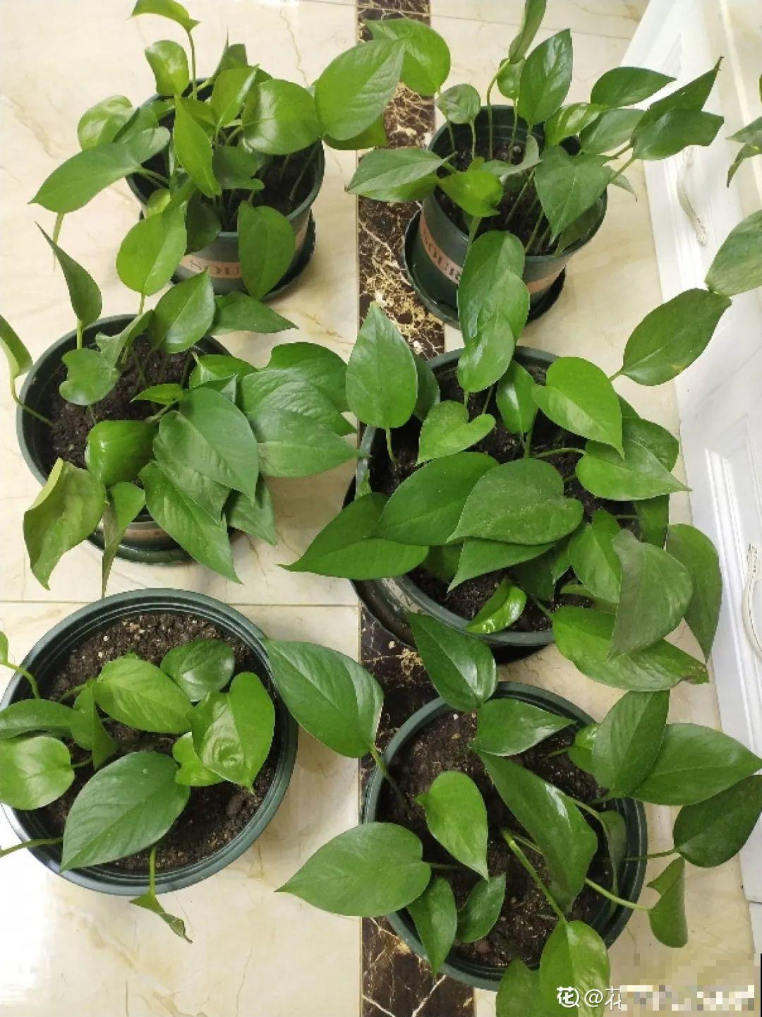 夏天养绿萝，注意4个要点，嗖嗖蹿个子，长成绿窗帘