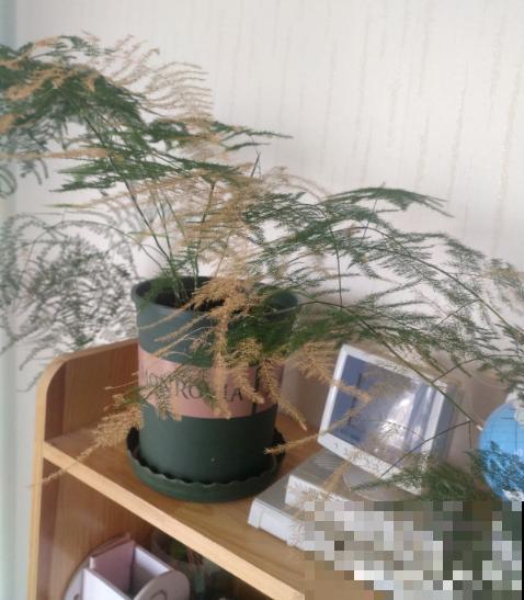 文竹娇嫩像公主，不注意这2点，咋养都得生点病