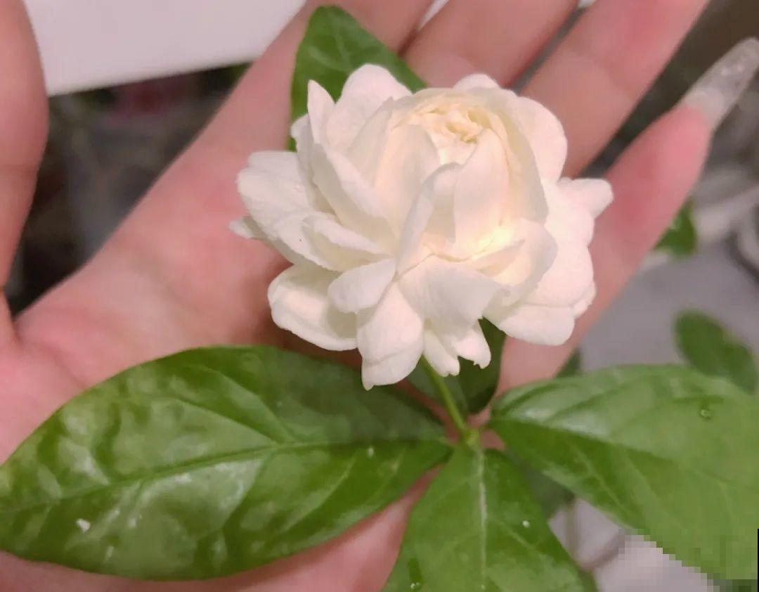 夏天养花，就怕乱浇水，千万不能积水