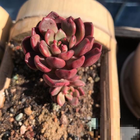 红宝石由绿变红,只需注意这5点,从众多肉中脱颖而出 红宝石由绿变红,只需注意这5点,从众多肉中脱颖而出