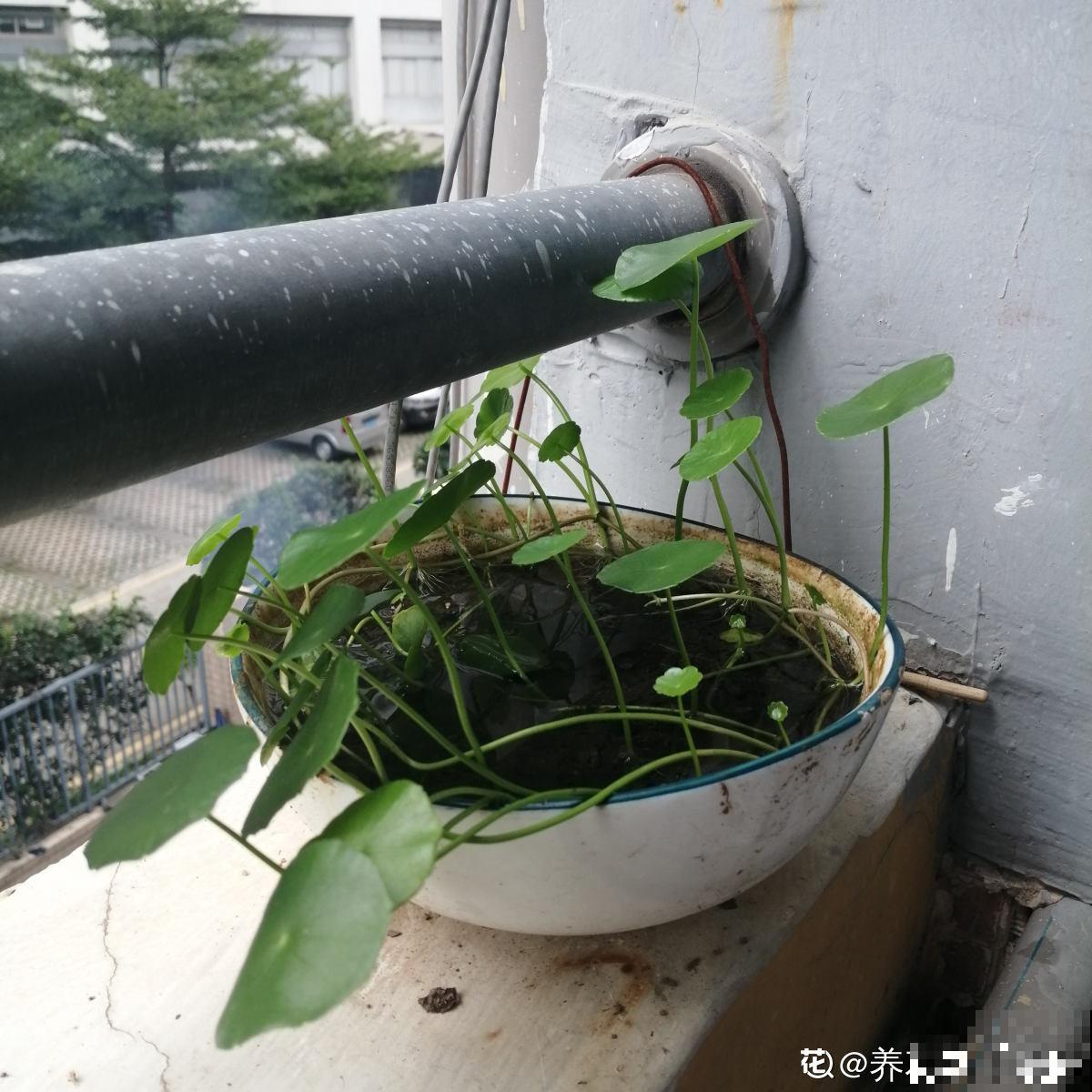 出差没几天，铜钱草头“低穿地心”，狂补水就能直接复活