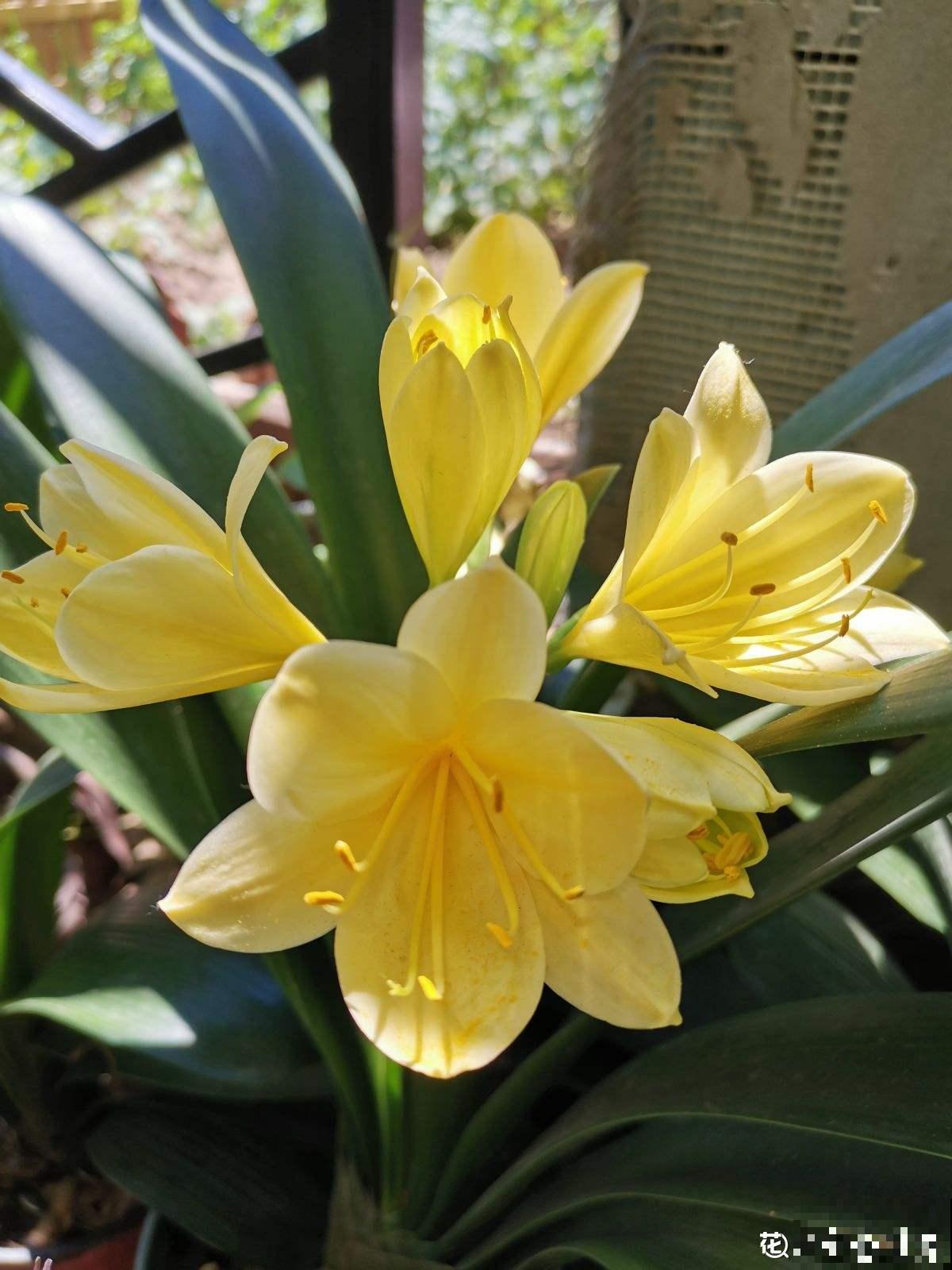 5种植物，年纪越大的人养得越好，太年轻养不好