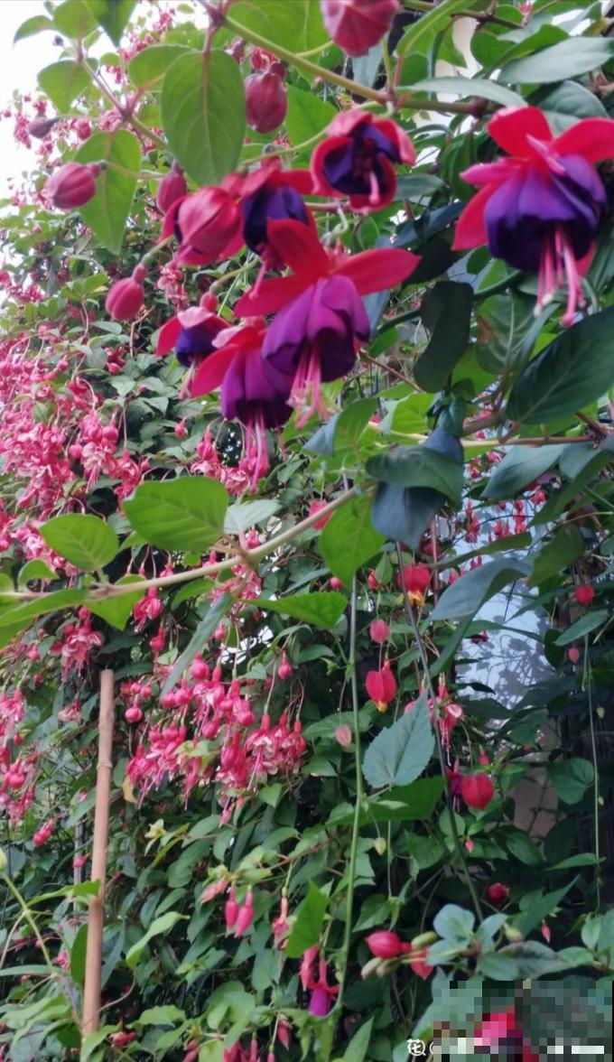 倒挂金钟长成一棵树，年年都开花，咋养的？