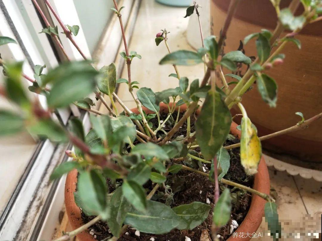 30℃以上，10种花就先别养了，买一盆死一盆，别怪我没提醒你