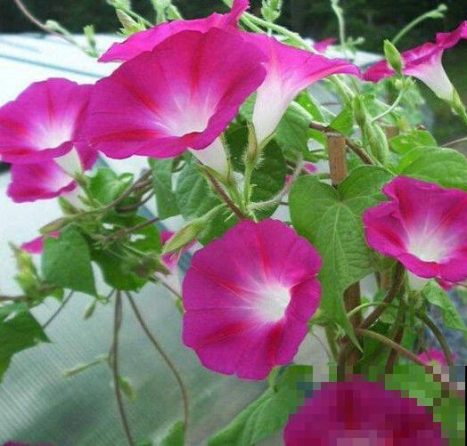 在家养棵爬藤花,开花多,还耐阴,适合新手 在家养棵爬藤花,开花多,还耐阴,适合新手