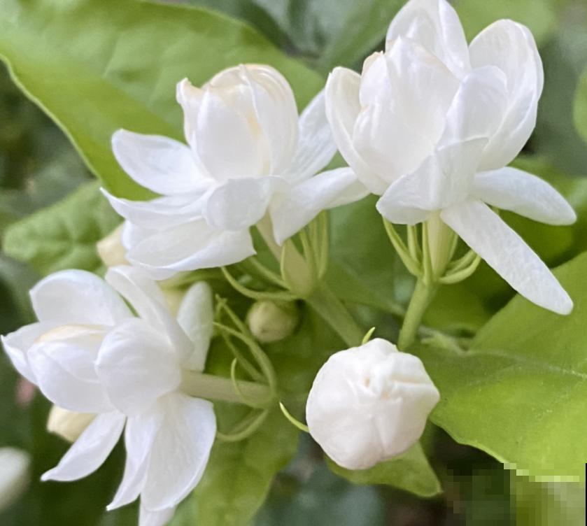 4种花容易“缺铁”，黄叶子、长不大，越养越差劲