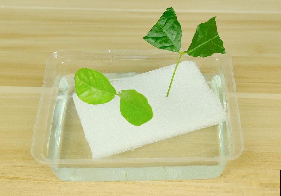 6月份扦插，选好合适的植物品种，沾土、泡水都能活