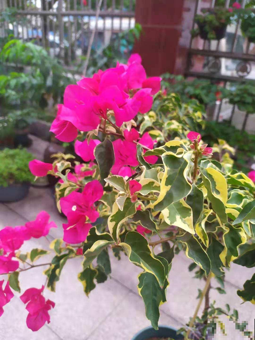 5种花夏天不用遮阴，越晒开花越带劲，满盆都是花