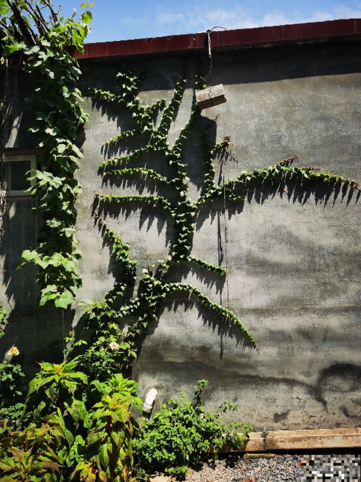 墙面大改造！种上4种爬墙花，我家的院墙成了拍照景点……