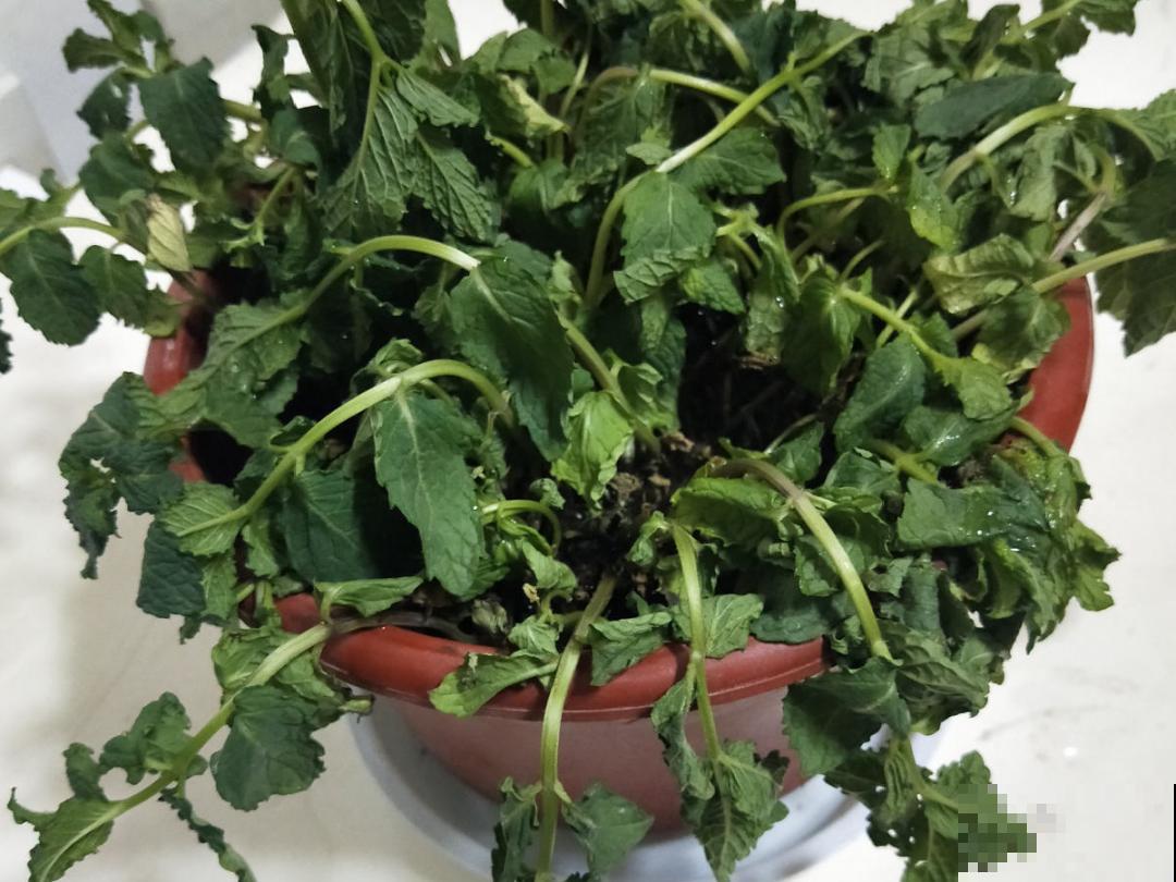 10种花，一天不见水就萎缩，狂补水就对了！