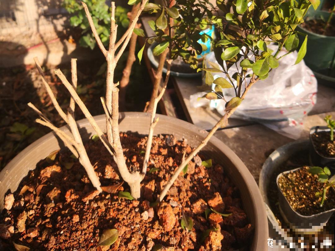 花成了光杆司令，剪一刀撒点药，很快冒新芽